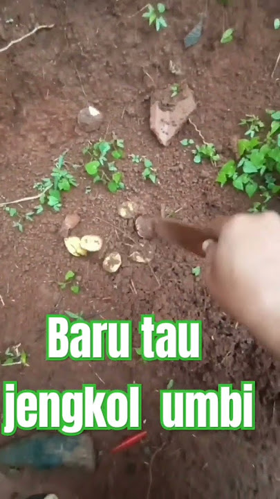 jengkol tidak berpohon #jengkol #jawabarat #dedimulyadi #sumedang
