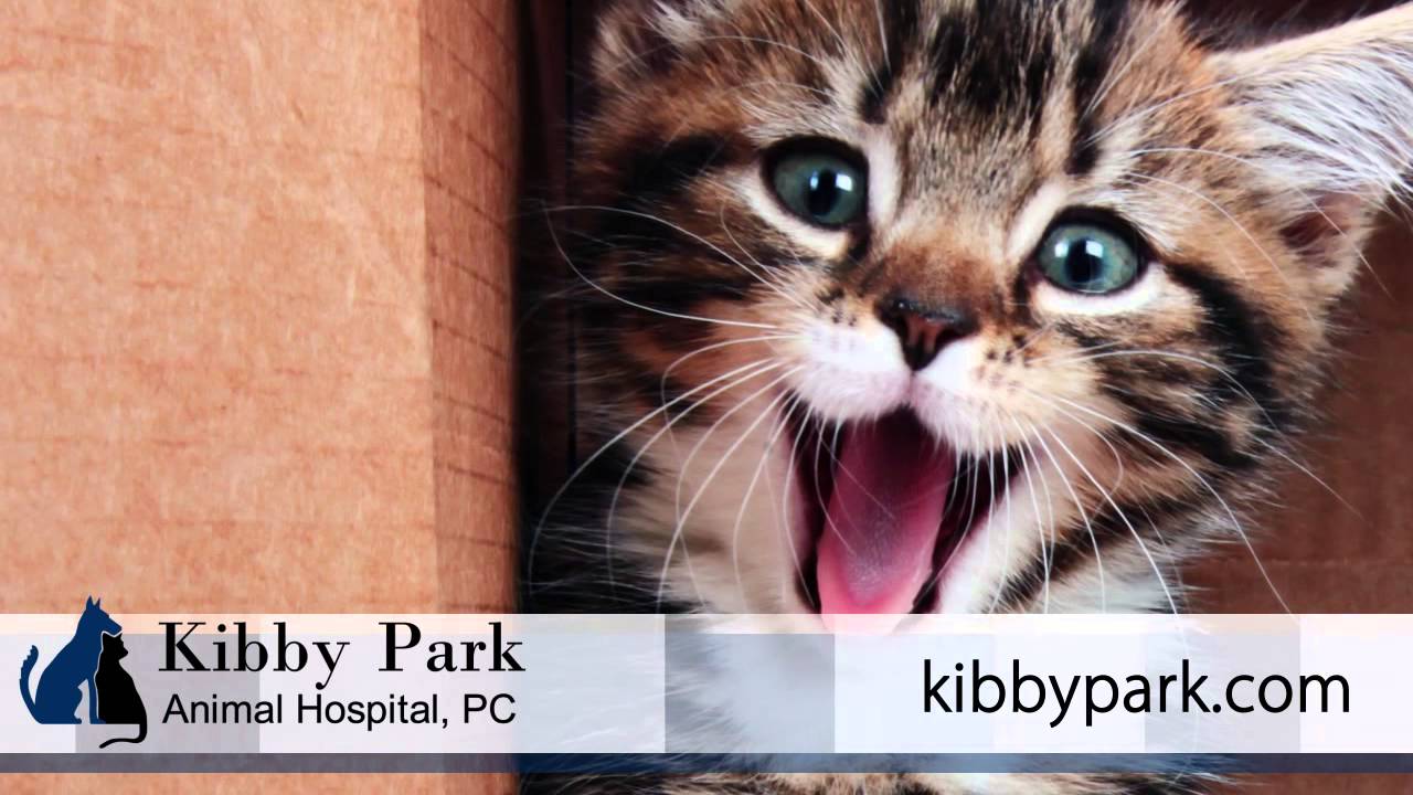 Kibby Park Animal Hospital, P.C Veterinary Services in Jackson YouTube
