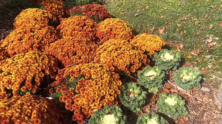 Fall Foliage