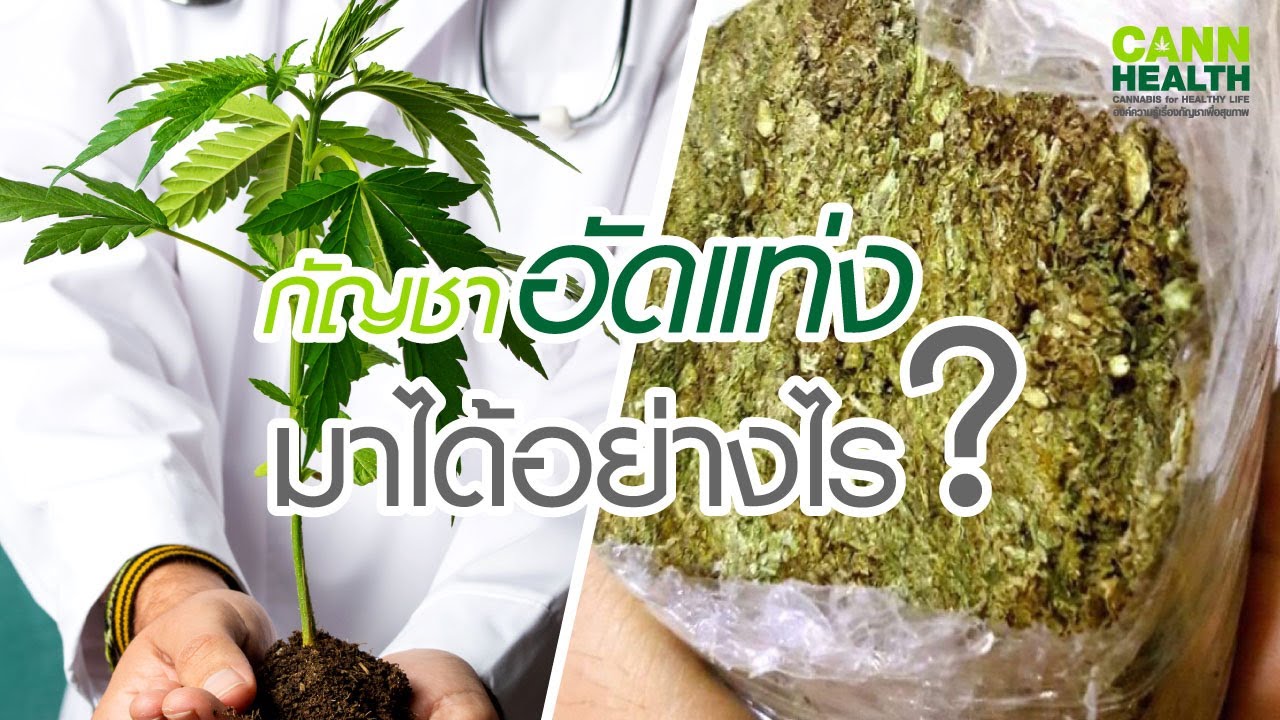 กัญชาอัดแท่ง มาได้อย่างไร ? | นพ.สมนึก ศิริพานทอง | รู้จักกับกัญชา | CANNHEALTH