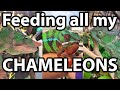 Feeding all of my chameleons