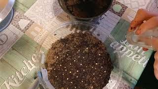 Как посадить ПЕРЕЦ на рассаду.