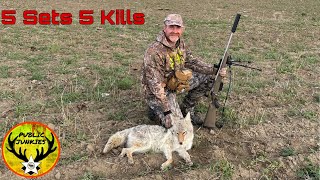 5 Coyotes Down With Decoy Dogs