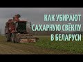 Как убирают сахарную свеклу в Беларуси / Быховский район