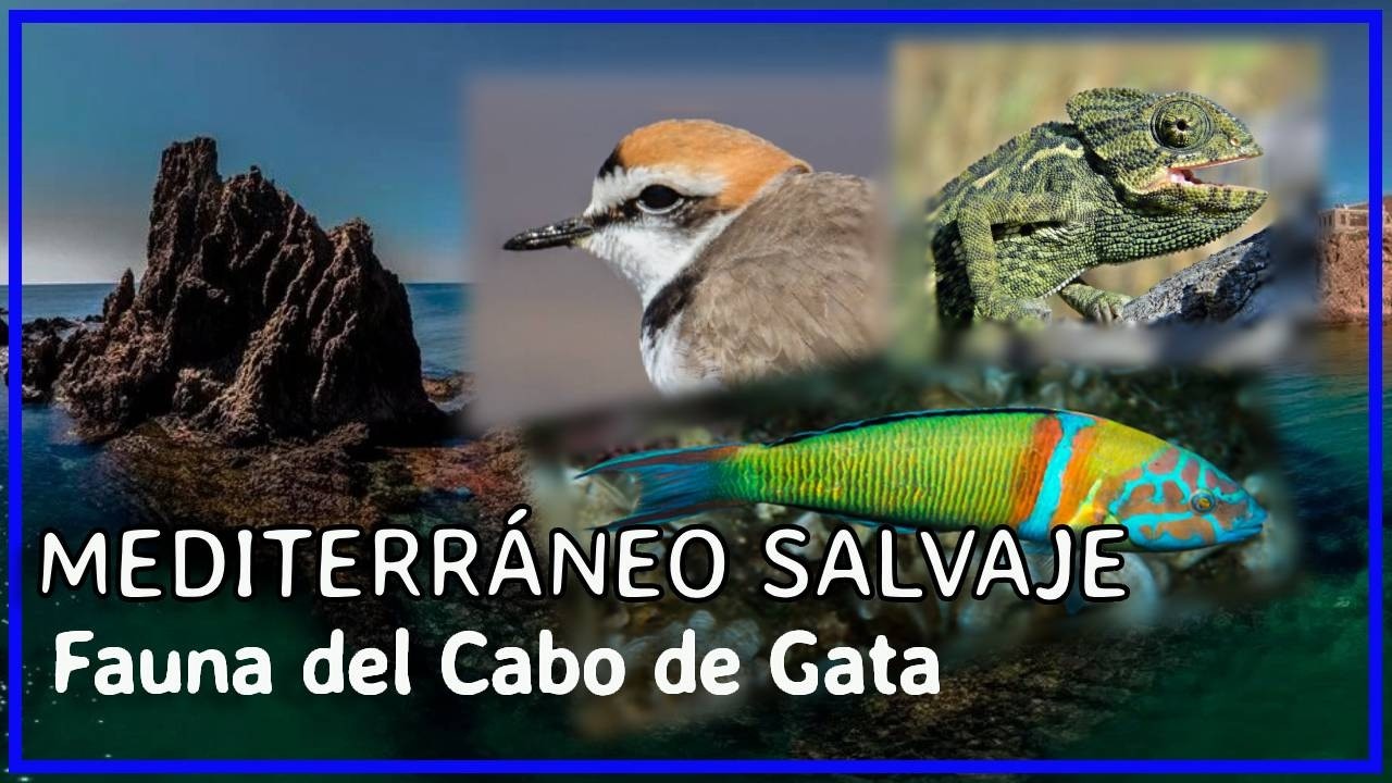 🟢 FAUNA del MEDITERRÁNEO en Cabo de Gata | DOCUMENTAL de Vida Salvaje Marina y Terrestre 🌊🦩🐟