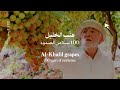 عنب الخليل 100 سنة من الصمود 