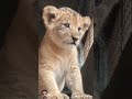 baby lion king #lion #animals #bigcat #tiger #cute #lionshorts #babylion #viralshort #funnyanimal
