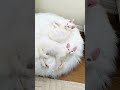 Rare Beauty Alert 😻 Kumo the White Maine Coon Kitten with Hypnotic Odd Eyes