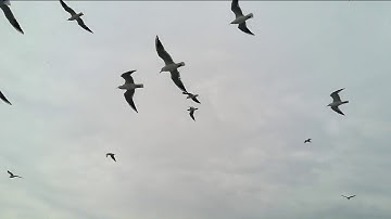Can birds predict the weather?