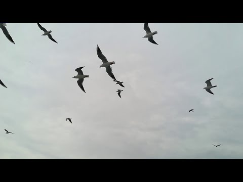 Can Birds Predict The Weather