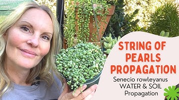 String of PEARLS propagation | Senecio rowleyanus WATER Propagation | SOIL Propagation |MOODY BLOOMS