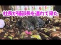 ♯99【猫のほのぼのする話】社長が猫部長を連れて来た
