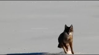 Mississippi River Flyway Cam. Coyote on the move - explore.org 01-02-2022