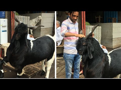 Abid Bhai Ka Shandaar Shaukh | Big Goats