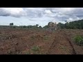  CATERPILLAR BULLDOZER ALIGNING A ROAD IN EUCALYPTUS REFORESTATION PLANTING 🚜🛣️🌳