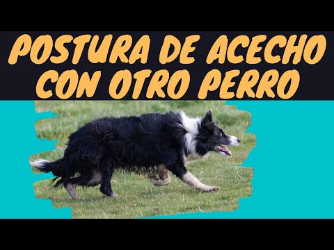 Video: Qué hacer si tu cachorro es un matón