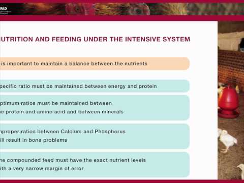 Family poultry nutrition and feeding - The small-scale intensive system