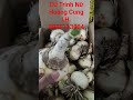 Củ Giống Trinh Nữ Hoàng Cung, giống chuẩn (0985113004)