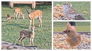 Live Bird Feeder and Wildlife Cam HIGHLIGHTS - Weeks of 06-18-23 - 07-01-23