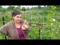 Easy trick to keep squash bugs out of your garden- My #1 Organic Tool