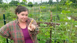 Easy trick to keep squash bugs out of your garden My #1 Organic Tool