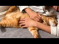 大好きなママがソファで寝転がると必ずこうなる猫