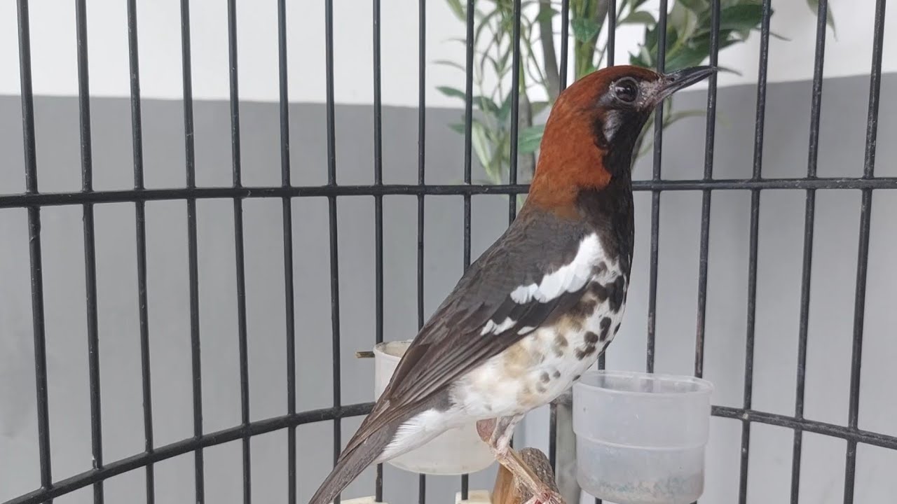 Pancingan Anis kembang Mabung Macet Bunyi Dengarkan Suara ANis Kembang Ngeroll Eps 222