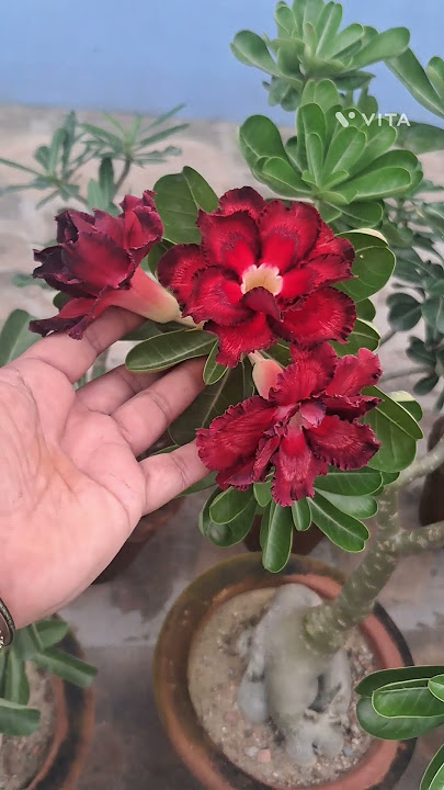 ADENIUM FLOWER #adeniumgarden #plant #rosadodeserto #flower #adeniumrepotting #bonsai #adeniumflower