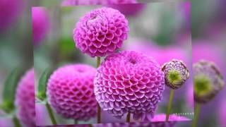 Flor de Dalia 🌸