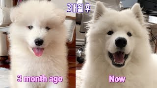 My baby dog became a polar bear after only 3 months