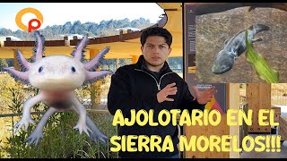 Ajolorio del Parque Sierra Morelos, vínculo entre arte y ciencia