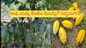 ನೈಸರ್ಗಿಕವಾಗಿ ಬೆಳೆದ ಕಾಫಿ ಮತ್ತು ಕೊಕೊ ಕೊಯ್ಲಿಗೆ ಸಿದ್ಧವಾಗಿದೆ. Growing coffee and coco in natural way