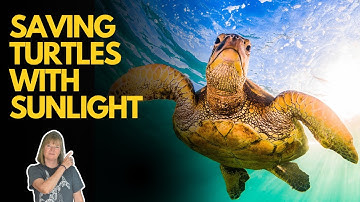 The Simple Invention That Could Save Sea Turtles