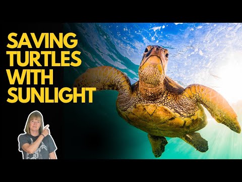 The Simple Invention That Could Save Sea Turtles