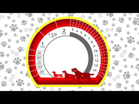 Βίντεο: Πώς να υπολογίσετε την ηλικία ενός σκύλου