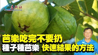 The most quick way to Grow guava from seeds