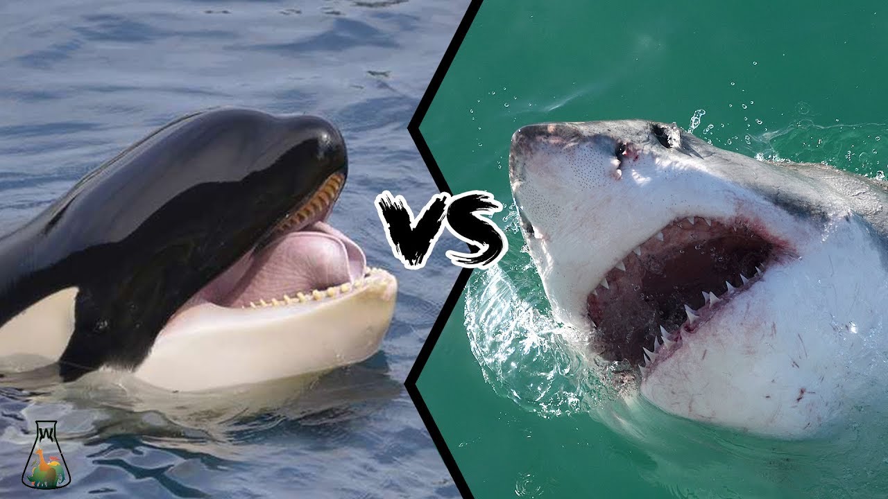 GREAT WHITE SHARK VS KILLER WHALE - Who is the real apex predator? 