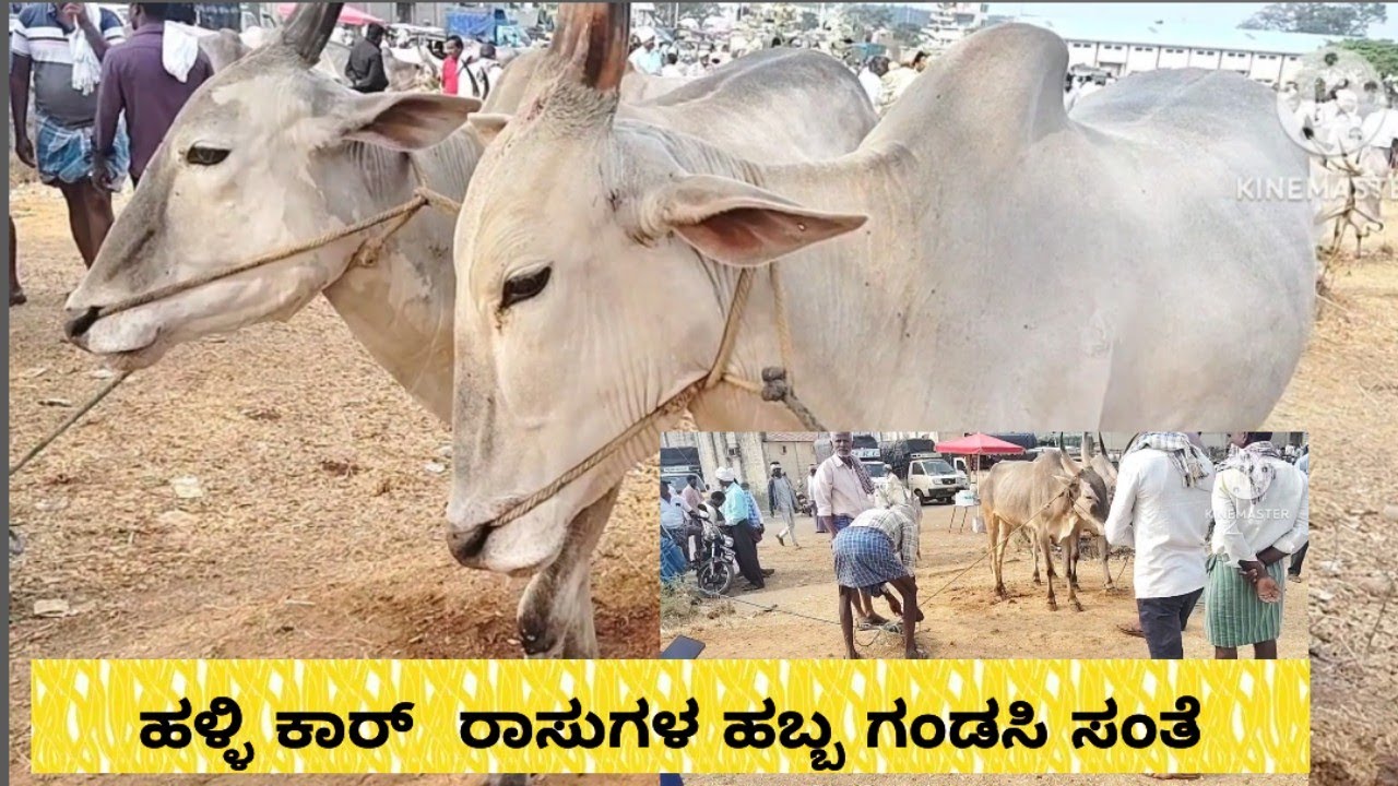 ಗಂಡಸಿ ದನಗಳ  ಸಂತೆಯ ತಾಜಾ ಸುದ್ದಿ ಗಳು@ indian hallikar