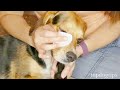 Dog Red Eye Home Remedies