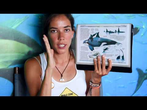 What differences in Whales and Dolphins Males and Females? | Fun Fact Fridays TERRA AZUL™