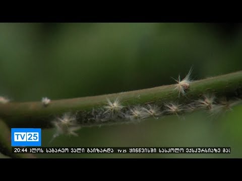 ფაროსანას შემდეგ ჭარნალის მოსახლეობა ახალ მავნებელს ებრძვის