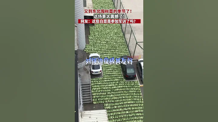 又到東北囤秋菜的季節了! 這場景太震撼了! 網友 這些白菜是參加軍訓了嗎#真實事件 #奇聞趣事 #新聞 #shorts - 天天要聞