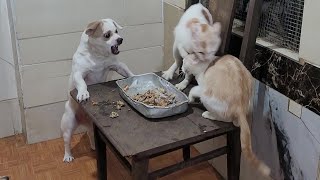 Greedy Small Dog Attacks Cats To Compete For Food