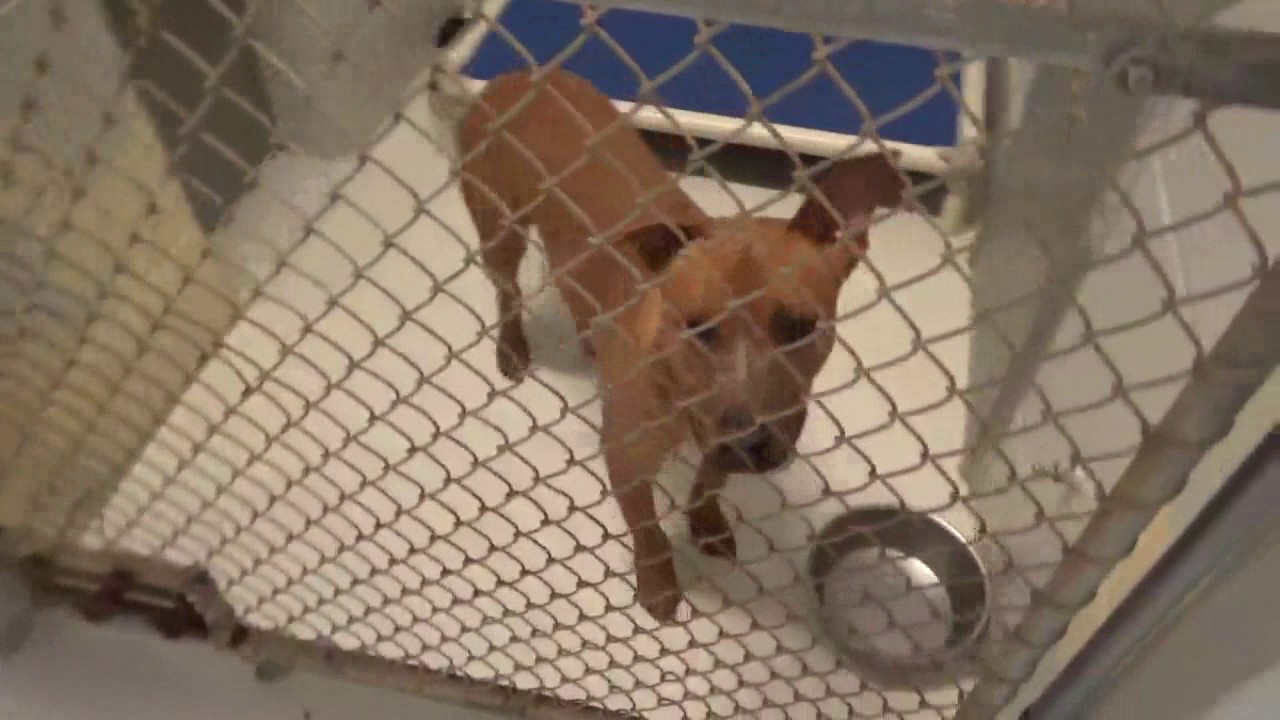 My volunteering at league city animal shelter january 4 2017 youtube