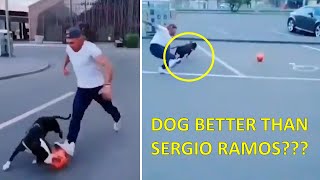 How Is This Dog A Better Defender Than Sergio Ramos? Perro Mejor Defensora Que Sergio Ramos