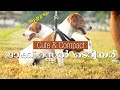 Jack Russell Terrier (ജാക്ക് റസ്സൽ ടെറിയർ) | Meet the Dog S01 Episode 4