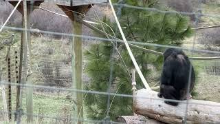 Morning with Negra and Afternoon on the Bray