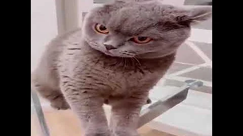 Watch the video about 😹 Funniest And Cute Cats to Keep You Smiling! 15 2023