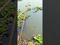 बांस की छड़ी से मछली पकड़ने का अनोखा तरीका | Traditional Bamboo Pole Fishing" #fishing #carp #fish