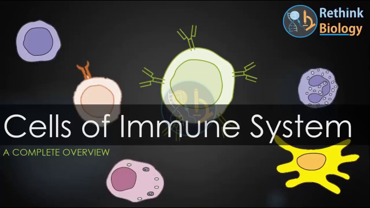 CELLS OF IMMUNE SYSTEM - YouTube